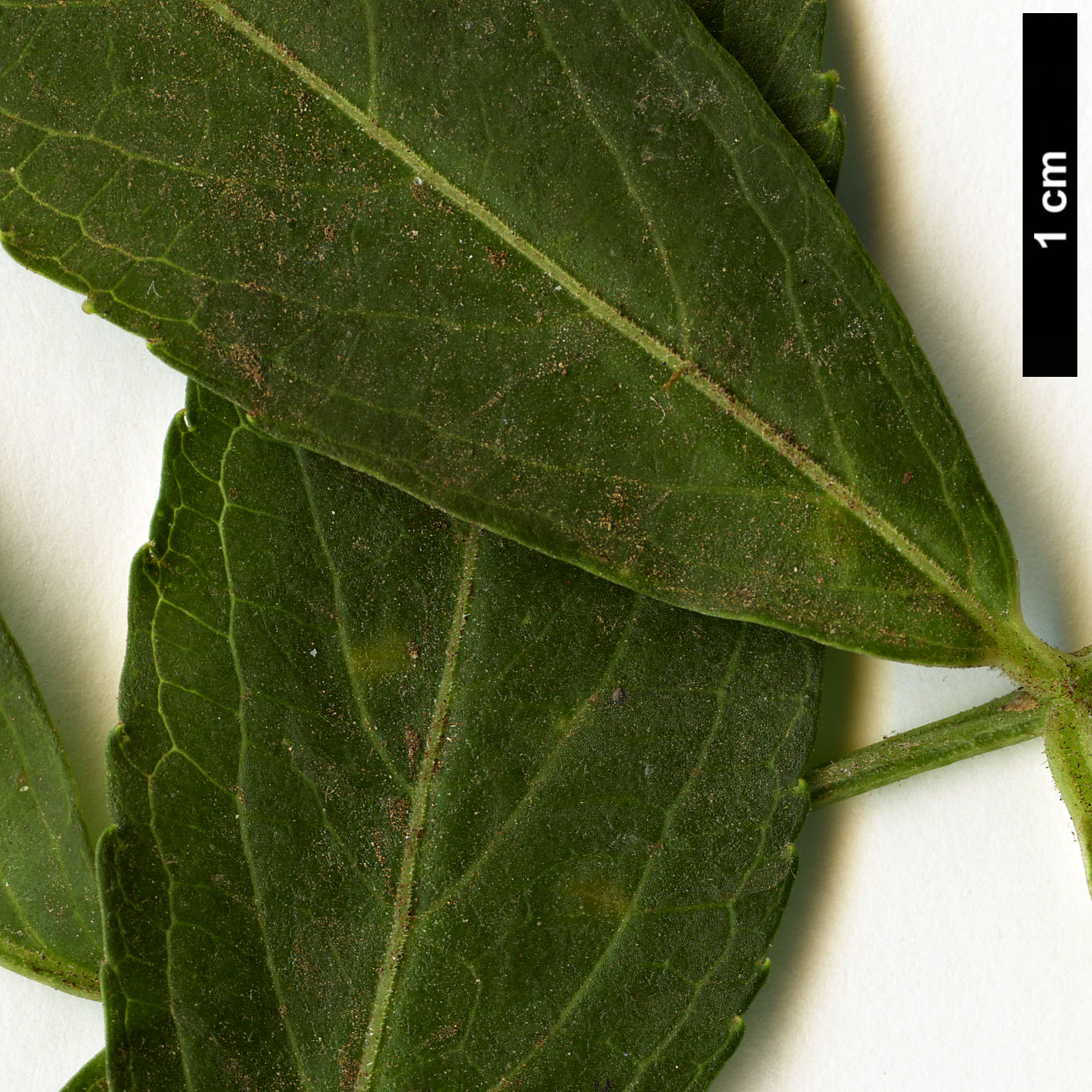 High resolution image: Family: Adoxaceae - Genus: Sambucus - Taxon: nigra - SpeciesSub: subsp. palmensis